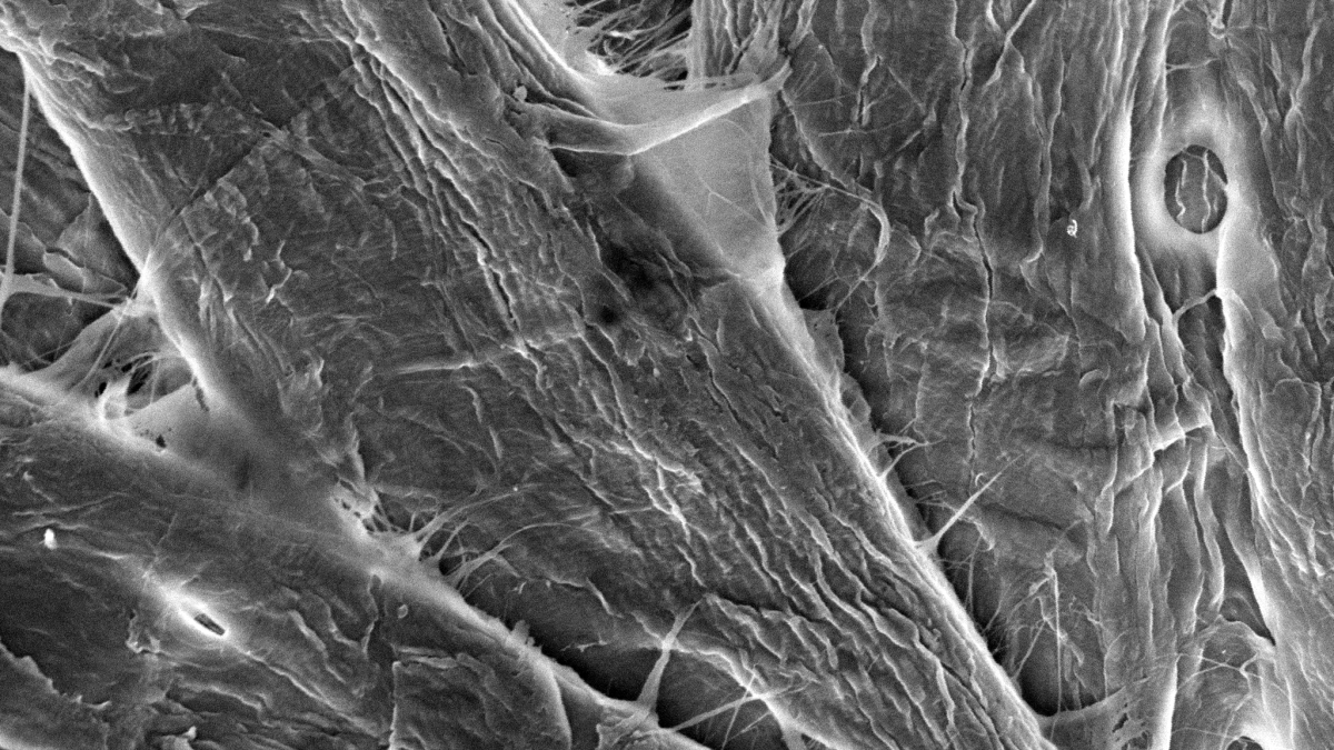 Campione di carta per demo uniPR